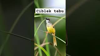 Download lagu Burung ciblek Tebu #ciblek #burungunik #birds #kicaumaniabird #birdsounds mp3 Download lagu Burung ciblek Tebu #ciblek #burungunik #birds #kicaumaniabird #birdsounds mp3