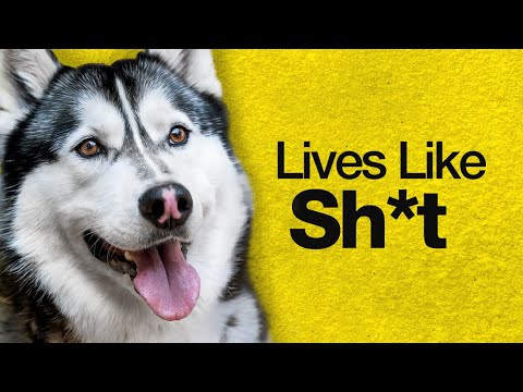 Why It Sucks To Be Born as a Husky