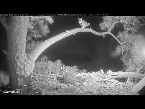 Great Horned Owls Return To Savannah Nest For Nighttime Inspection – Dec. 6, 2022