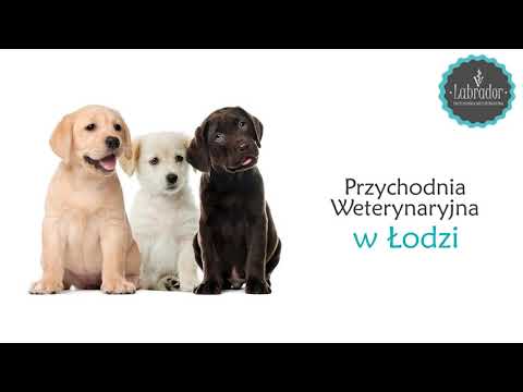 Zobacz filmy, Labrador Agnieszka Szczepanik, Tomasz Szczepanik s.c., Łódź