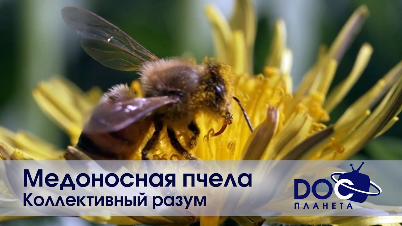 Медоносная пчела - Часть 2.Коллективный разум- Документальный фильм