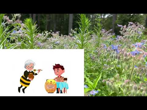 Old/superseded video - A Beekeeper's Secret