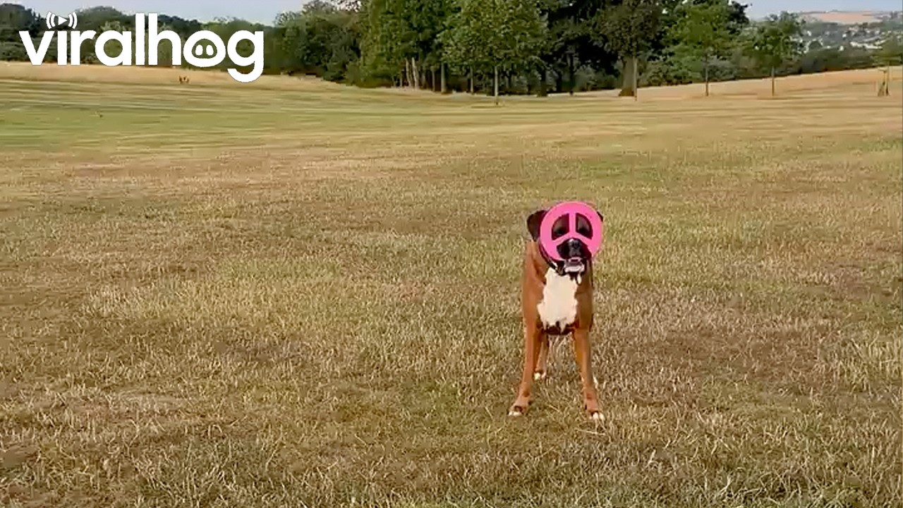 My Dog is a Master of "Disc-Guise" || ViralHog