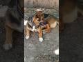 Cute Dog Looking Lovely Whos That Dog PetLover FamilyDog Hammyandolivia CuteAnimals Nature FunnyDog