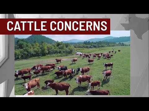 State of Texas: Flesh-eating screwworm detected in Texas for ...
