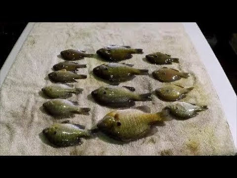 download lagu mp3 mp4 How Long Can You Freeze Catfish, download lagu How Long Can You Freeze Catfish gratis, unduh video klip How Long Can You Freeze Catfish