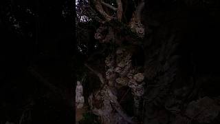 #danang #vietnam #asia #travel #shorts