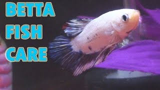 BETTA FISH CARE 101 (Everything you need to know)  -Pet Adventures