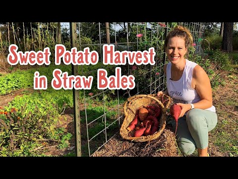 Sweet Potato Harvest in a Straw Bale Garden