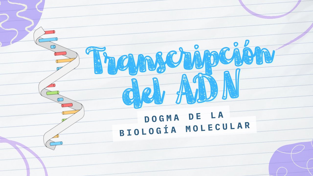 Transcripción del ADN: ¿Sabes cómo se fabrica el ARNm?