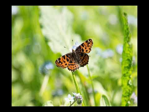 FMI alerta inflación