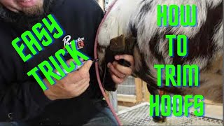 How To Trim Goat Hoof Properly With A Easy Trick￼