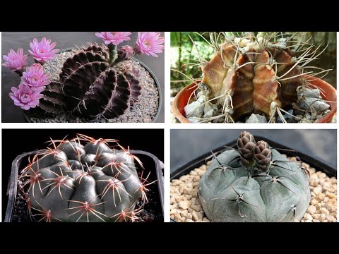 , title : '22 Especies increíbles de Cactus Gymnocalycium !( pequeños cactus )'