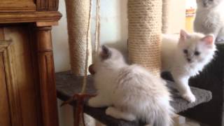 preview picture of video 'S2-Kitten der Sibirischen Katzen vom Ohlenberg beim Spielen'