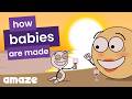 Pregnancy And Reproduction Explained