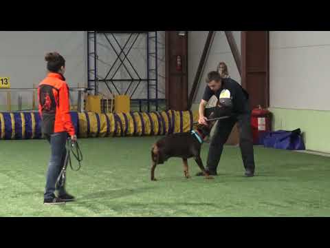 10 years old Dobermann without leg works