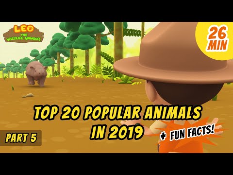 Top 20 Popular Animals in 2019! (Part 5/5) - Sumatran Rhino and more animal stories!