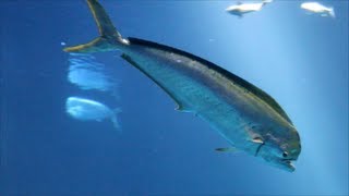 preview picture of video 'Monterey Bay Aquarium'