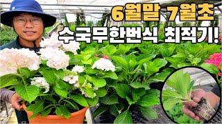 수국 무한번식 공장, 4평에 제대로 만드는 법