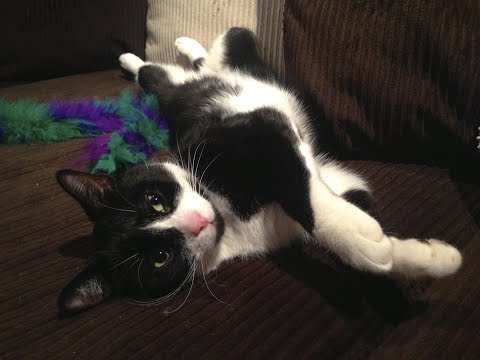 Tux, an adopted Domestic Short Hair in Toronto, ON_image-1