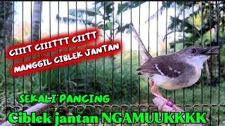 Download lagu Ciblek Betina Birahi memanggil Ciblek jantan, hitungan MeniT CIBLEK jantan langsung Ngamuk mp3