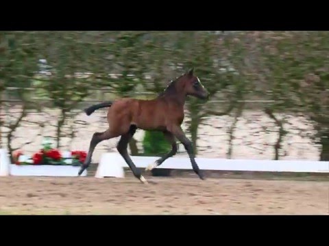 52 Cassopeia SF v. Cornet Obolensky - Diamant De Semilly