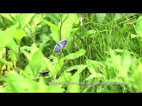 庭にヒメシジミが増えてきた