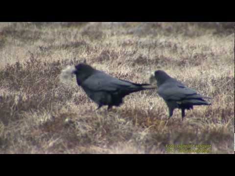 KORP  Commopn Raven  (Corvus corax)  Klipp - 579