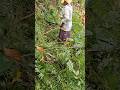manual weeding on the field. #fieldwork #weeding #women #flashing