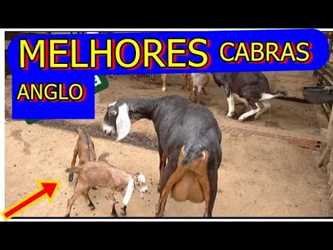 , title : 'Melhores Cabras Anglo nubiano da região #CabraeGado'