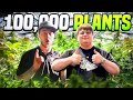 Growing 100 000 Plants At Terp Mansion The Gobcast Ep 119
