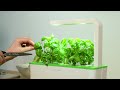 Click and Grow 3 vnt. papildymas - vaistinės melisos sėklos (lemon balm)