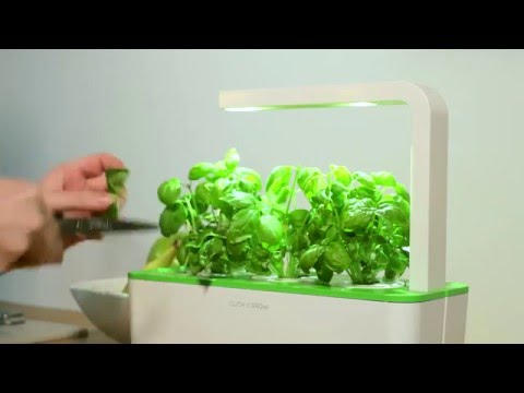 Click &amp; Grow sėklos išmaniajam vazonui - Valgomoji rūgštynė (SGR55x3) 3vnt. video