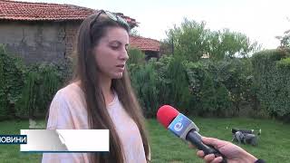 Единствените в България кучета от породата Австралийски кетъл дог отглежда сем. в с.Долно Белево