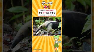 日本のコアリクイは1園だけ種類がちがいます #shorts #ずんだもん解説 #動物雑学 #ずんだもん