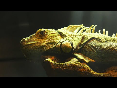 🐲🦎🐉 Ripley's Aquarium Dragons Exhibit 2024: Discover Mythical Legends in 4K 60p HDR