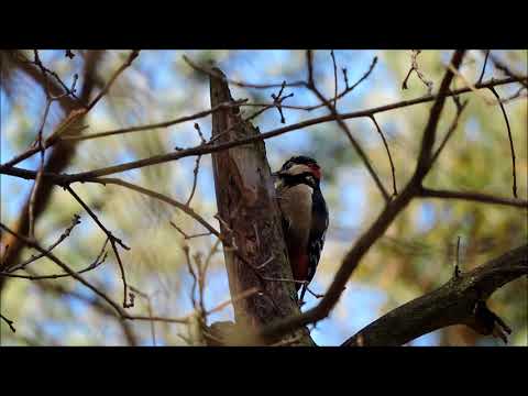 Dzięcioł duży (Dendrocorpus major) - samiec stuka w drzewo