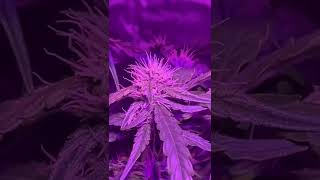 #zkittlez #bud #weedculture