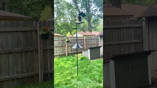 The Best Bird Feeder Pole For Heavy Bird Feeders Revealed!