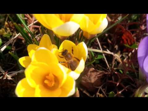 Pszczoła na krokusach