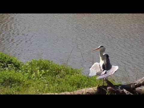 Djuma: Grey Heron - 14:38 - 03/04/20