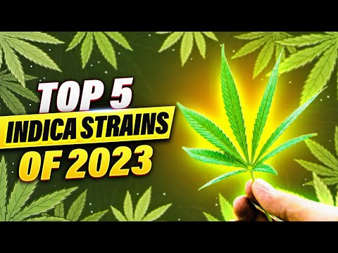 𝟮𝟬𝟮𝟯'𝘀 𝗙𝗶𝗻𝗲𝘀𝘁: 𝗧𝗼𝗽 𝟱 𝗜𝗻𝗱𝗶𝗰𝗮 𝗦𝘁𝗿𝗮𝗶𝗻𝘀 𝗥𝗲𝘃𝗲𝗮𝗹𝗲𝗱!