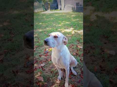 Leopoldo🐶sta aspettando la sua famiglia!#amicia4zampe #dogworld #pets #stories #cane #animals #love