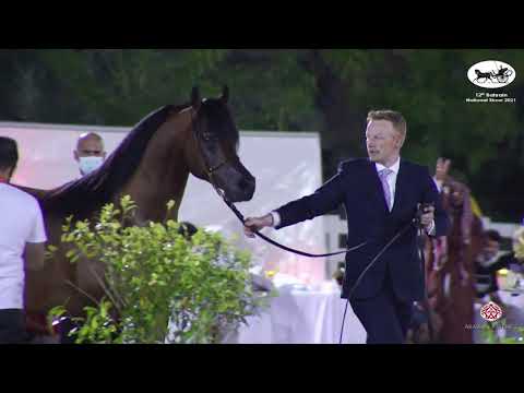 N 74 D MAHBOOB   Bahrain National Show 2021   Stallions 4 to 6 years old Class 12