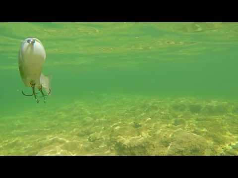 A quick look at the Deps 250 slide swimmer