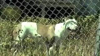 DRINKS (LP- COMMERCIAL)