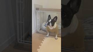 首を長くして待つフレブルがこちらです