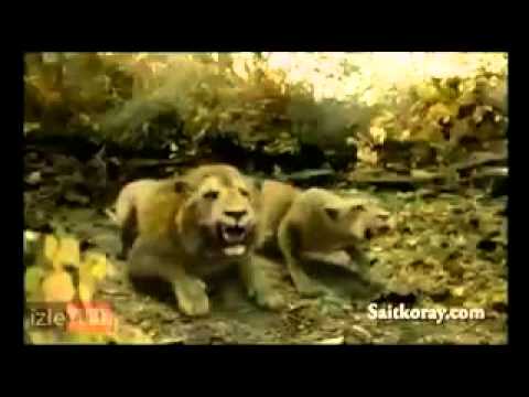 2014.en.yeni.kilip.Dicey.MURAD.055.238.18.90.♡♥