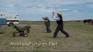 preview picture of video 'Alzada, Montana Team roping practice'