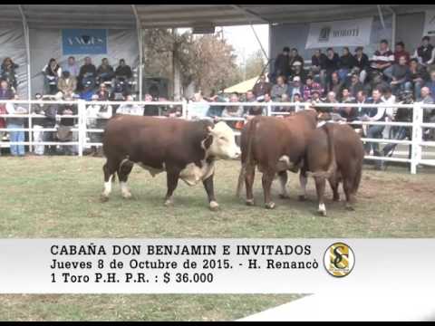 08-10-15 Venta de Toros P.H. P.R. - Cabaña Don Benjamìn - Huinca Renanco.